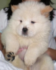 Chow-chow, economicos y de pura raza 150eur - mejor precio | unprecio.es