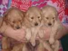 Golden Retriever cachorros criados en nuestra casa. - mejor precio | unprecio.es