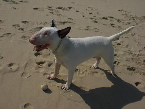 monta de bullterrier
