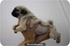 nueva camada de Carlino cachorros de 10 semanas a un precio increible 390 euros - mejor precio | unprecio.es