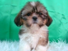 SHIH TZU , MACHITOS CON LOS DOS MESES RECIEN CUMPLIDOS , TRICOLOR & BLANCO Y NEGROS - mejor precio | unprecio.es