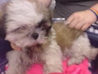 SHIH-TZU Perro Amistoso e independiente. Originario del Tibet, su aspecto general es de un animal vigoroso, copiosamente - mejor precio | unprecio.es