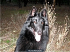 Vendo Cachorros Pastor Belga - mejor precio | unprecio.es