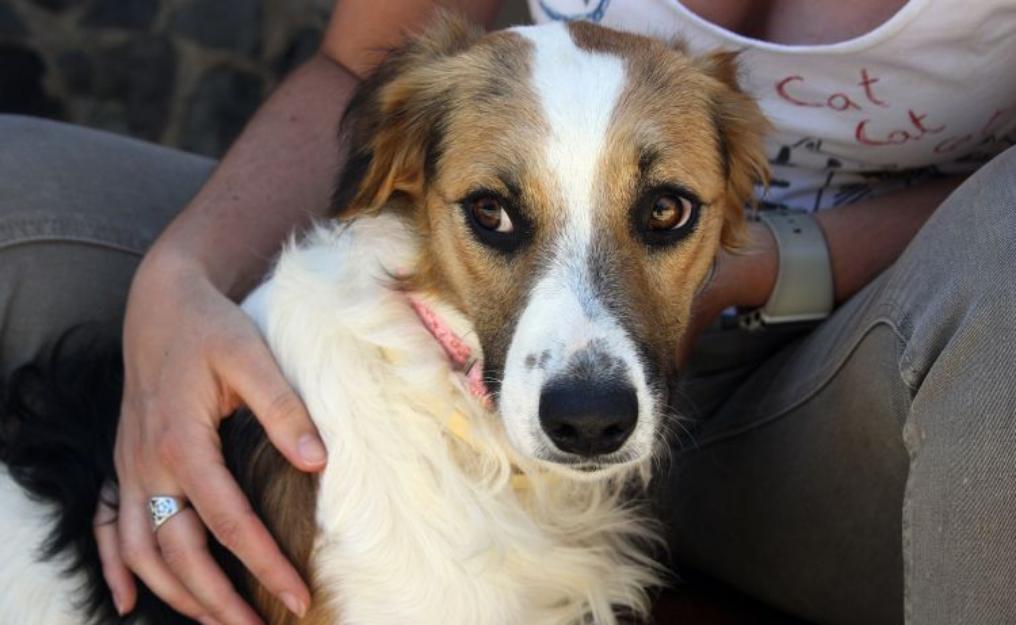 Adopción/acogida urgente para SANDY
