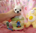 Adopto chihuahua mini toy urgentee! - mejor precio | unprecio.es