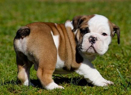 bulldog ingles semental en venta