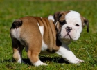 bulldog ingles semental en venta - mejor precio | unprecio.es