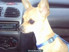 estoy buscando novia chihuahua - mejor precio | unprecio.es
