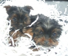 preciosos cachorros de yorkshire terrier super mini - mejor precio | unprecio.es