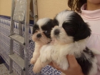 preciosos shih tzu con pedigree 350 - mejor precio | unprecio.es