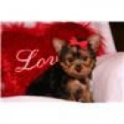 Trey (Tiny Yorkie) Be My Valentine - mejor precio | unprecio.es