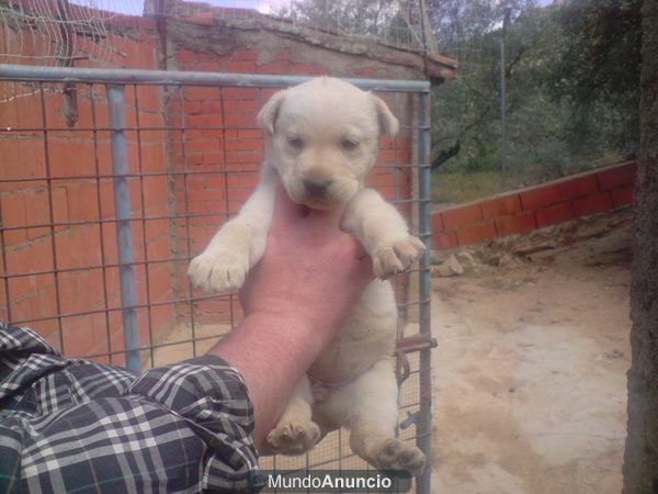 cachorro de labrador