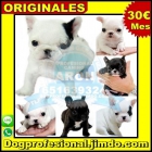 cachorros de bulldog frances perros tienda madrid - mejor precio | unprecio.es