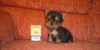 Lindo yorkshire terrier mini Cachorros con pedigree - mejor precio | unprecio.es