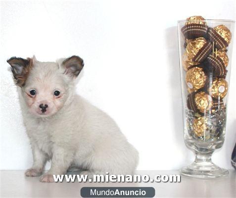 PERRITOS CHIHUAHUA TOY , TENEMOS CACHORROS MINI DE TODOS LOS COLORES