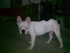 SE VENDE CACHORRO BUDGO FRANCES DE 5 MESES DE EDAD BUENA LINEA DE SANGRE - mejor precio | unprecio.es