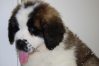 Tu San Bernado Cachorritos con 2 meses - mejor precio | unprecio.es