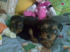 Vendo cachorros macho de Yorkshire tamaño mediano - mejor precio | unprecio.es