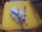 Vendo chihuahua pura , adulta , blanca - mejor precio | unprecio.es
