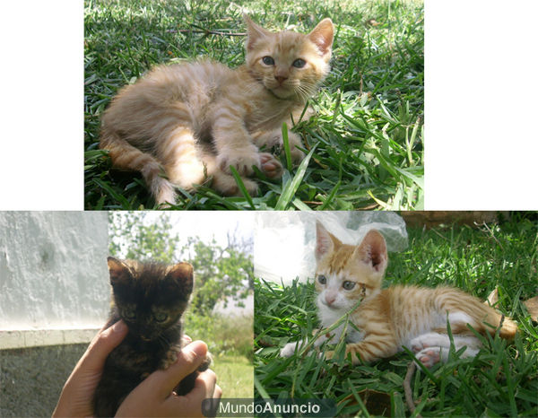 ¡URGENTE! SE REGALAN GATITOS