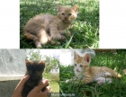 ¡URGENTE! SE REGALAN GATITOS - mejor precio | unprecio.es