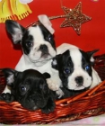 ¿quieres un Bulldog Francés? - mejor precio | unprecio.es