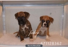 Boxer cachorro con Pedigree  - vendo - mejor precio | unprecio.es