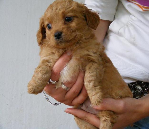 Cachorro pequeño en adopcion!!