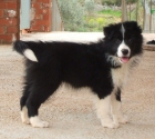 Cachorros border collie - mejor precio | unprecio.es