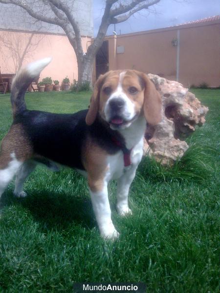 Cachorros de beagle