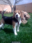Cachorros de beagle - mejor precio | unprecio.es