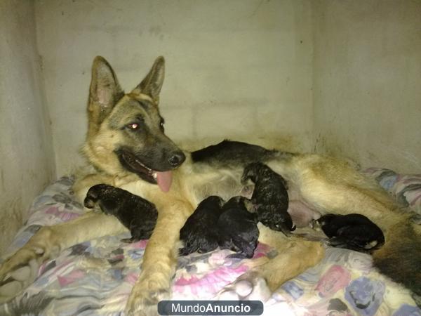 Cachorros Pastor Aleman X Pastor de Beauceron