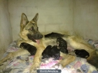 Cachorros Pastor Aleman X Pastor de Beauceron - mejor precio | unprecio.es