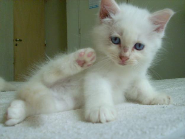 casi un regalo gatitos persas y angora