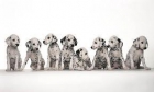 DALMATAS CACHORROS SE VENDEN O CAMBIAN - mejor precio | unprecio.es