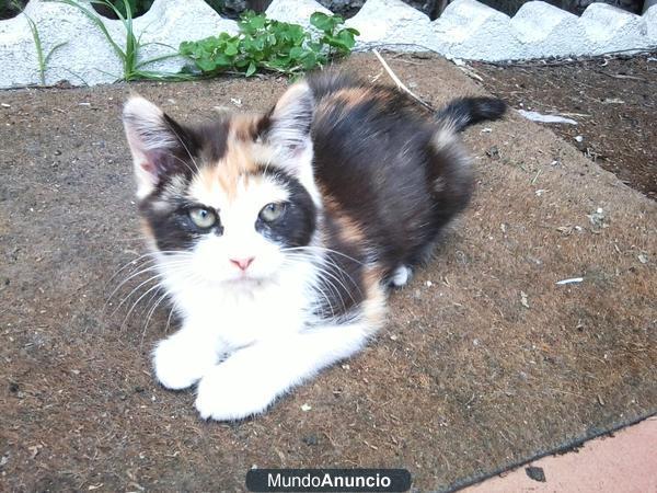GATITOS A ELEGIR ENTRE 4, 10EUROS NGOCIAB