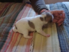 Se regalan cachorros - mejor precio | unprecio.es