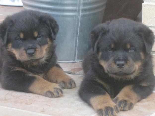 VENDO CACHORROS DE ROTTWEILER