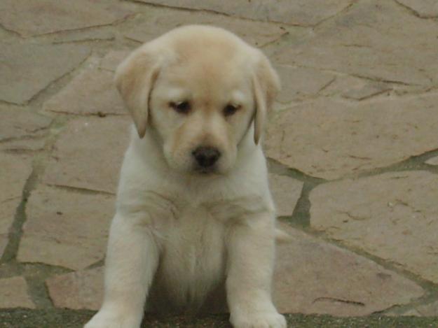 Vendo labradores amarillos