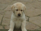 Vendo labradores amarillos - mejor precio | unprecio.es