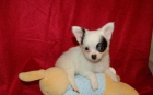 chihuahua de pelo largo blanco y negro cachorro - mejor precio | unprecio.es
