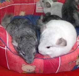 chinchillas