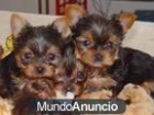 Elegante yorkie cachorros para navidad - mejor precio | unprecio.es