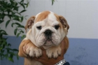 Espectaculares Bulldog Ingles 120 - mejor precio | unprecio.es