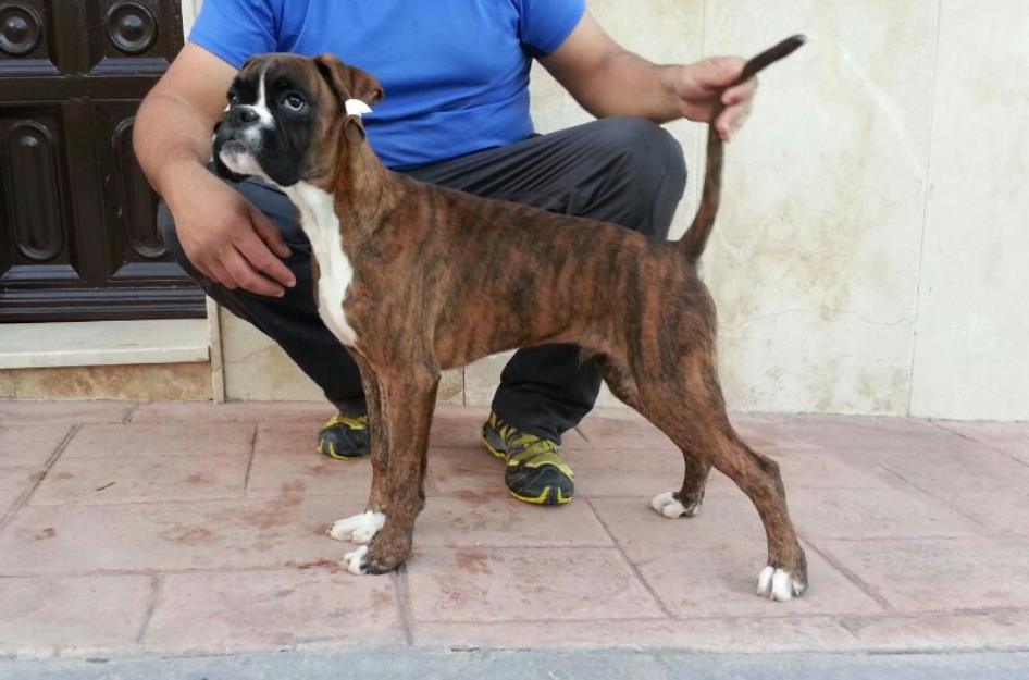 Excelente cachorro boxer