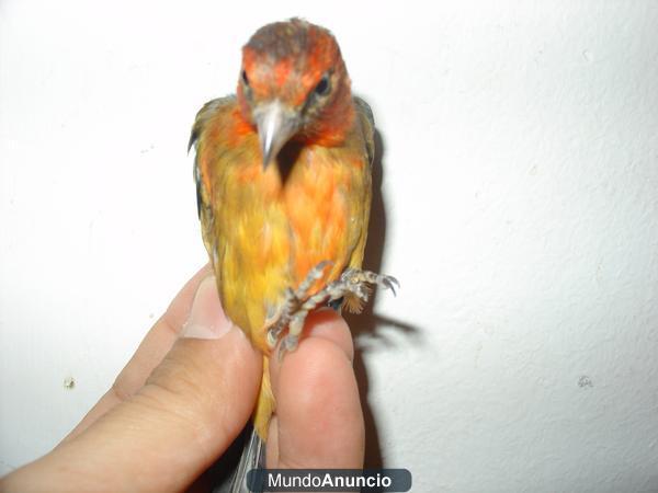 mixto de jilguero