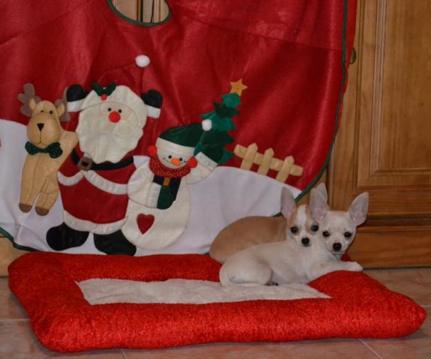 preciosos cachorros de chihuahuas economicos
