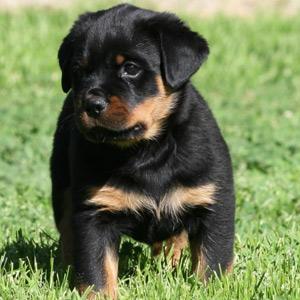 Rottweiler cachorros.