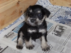 schnauzer mini - mejor precio | unprecio.es