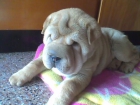 SHARPEI CAMADA 399 - mejor precio | unprecio.es